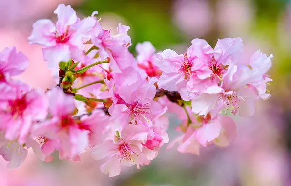 Picture macro, flowers, branches, cherry, spring, flowering