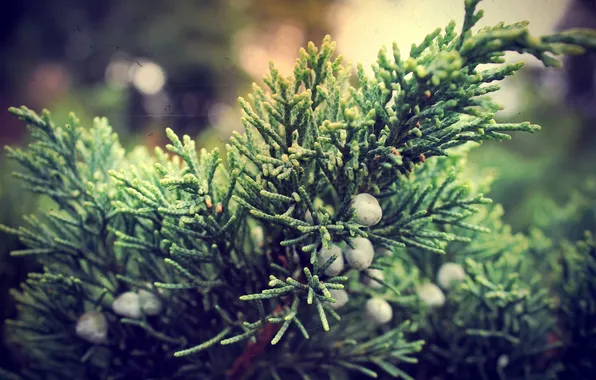 Macro, branches, berries, Bush, juniper