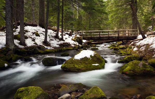 Forest, snow, trees, bridge, river, stones