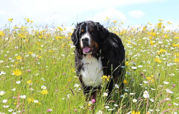 Field, language, summer, the sky, look, face, nature, pose
