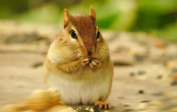 Look, walnut, muzzle, Chipmunk, bokeh, blurred background, rodent, cheeks