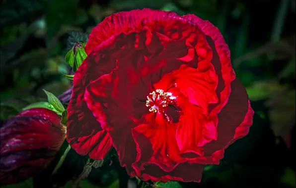 Macro, petals, buds, hibiscus