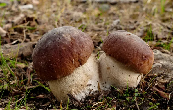 Picture forest, mushrooms, a couple, Borovik