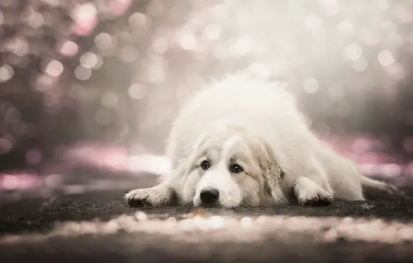 Picture sadness, look, pose, background, dog, lies, white, bokeh