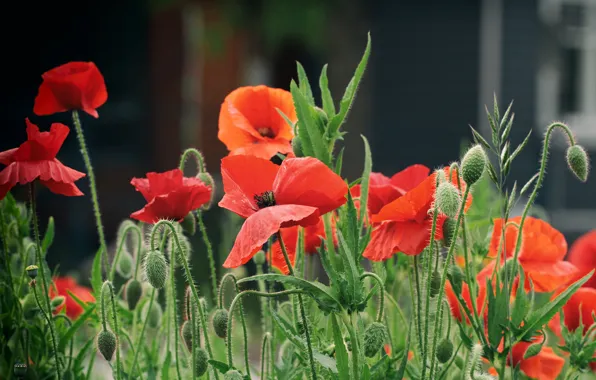 Flowers, red, Maki, bokeh