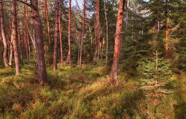 Picture forest, trees, spruce, pine