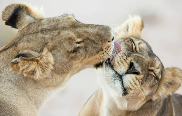 Tenderness, feelings, Leo, kids, the cubs, licks