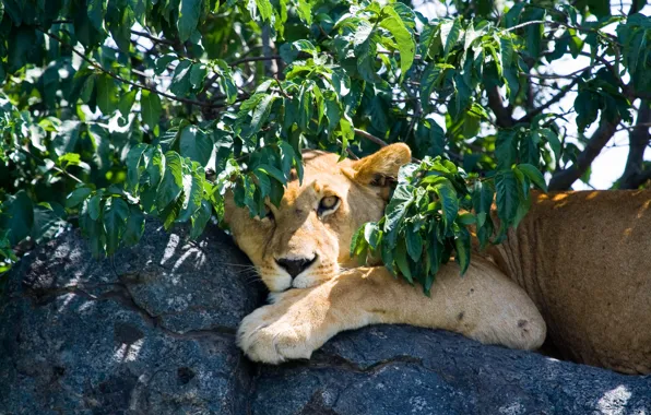 Picture cat, look, branch, stone, lioness