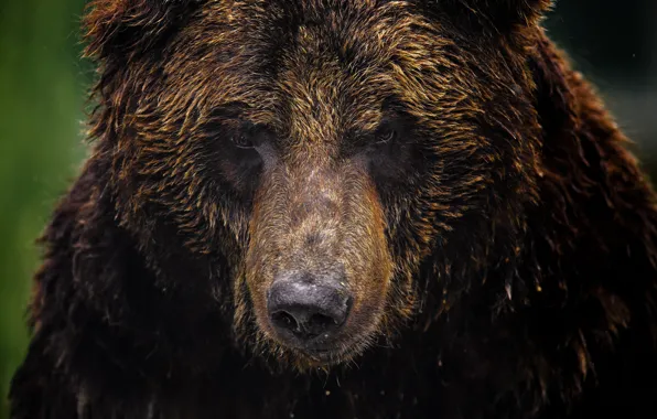 Face, background, bear, grizzly