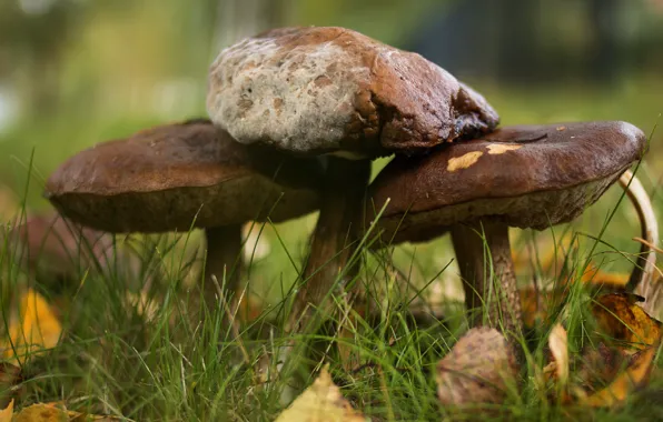 Autumn, grass, mushrooms, trio, family, boletus