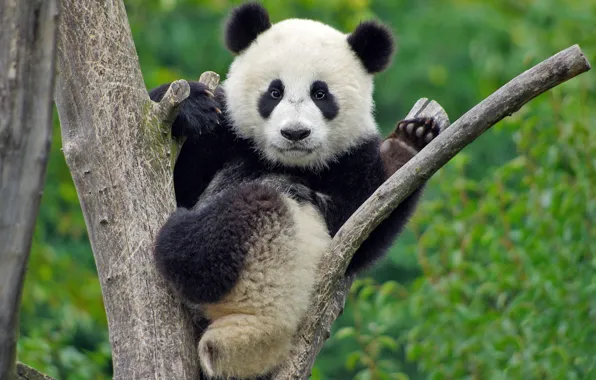 Branches, pose, tree, paws, bear, Panda, bear, face