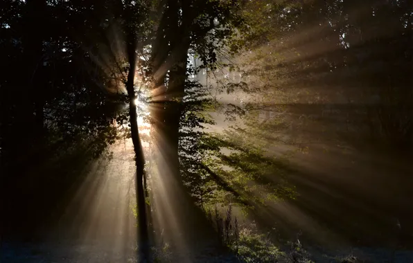 Forest, the sun, rays, light, trees, nature
