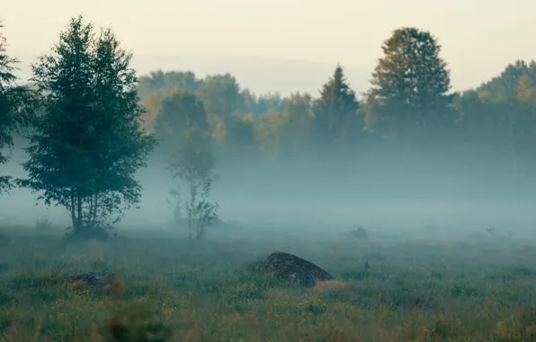 Picture forest, summer, trees, nature, fog, Sweden, Sweden