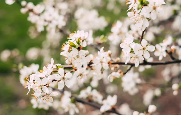 Flowers, Nature, Spring, Flower, Plant, Garden, Branch, Branches