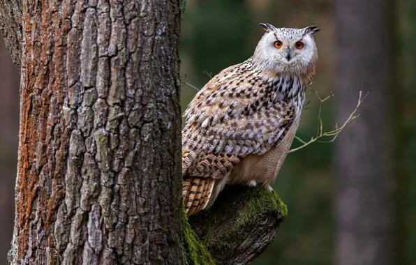Tree, owl, bird, feathers, bark, bird, tree, owl