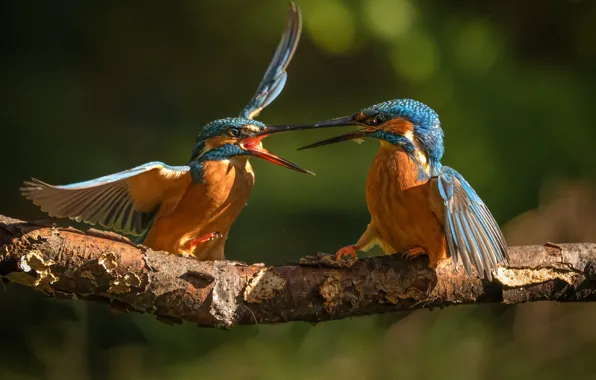 Birds, branch, a couple, Kingfisher, fight, Alcedo