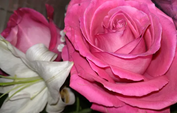 Picture flowers, Rose, petals