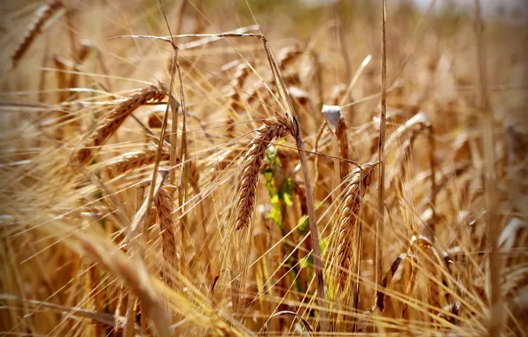 Nature, grain, ear, harvest, Rye