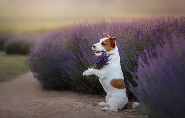Summer, look, flowers, nature, pose, dog, bouquet, profile