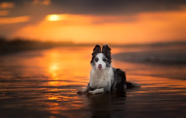 Sea, look, water, the sun, light, sunset, shore, dog