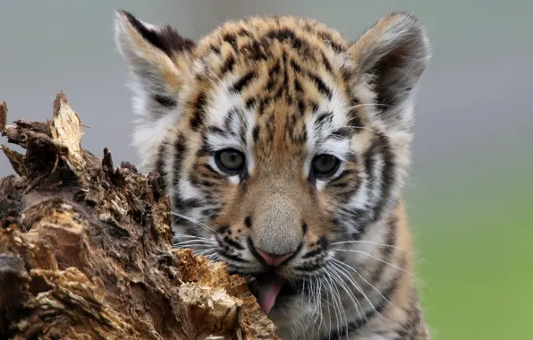 Picture look, tiger, muzzle, cub, kitty, tiger