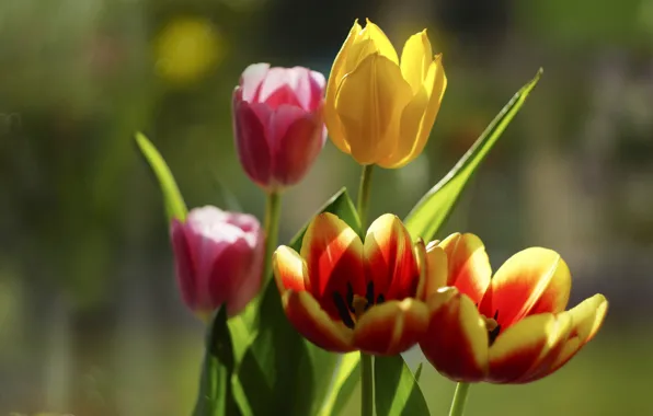 Petals, tulips, buds, bokeh