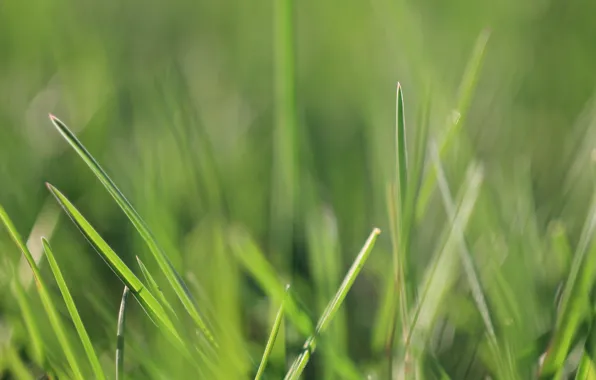 Picture greens, grass, macro
