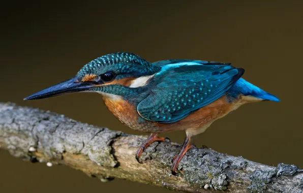 Picture bird, branch, Kingfisher