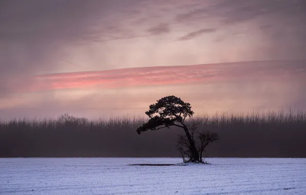 Picture winter, field, forest, the sky, clouds, trees, fog, silhouette
