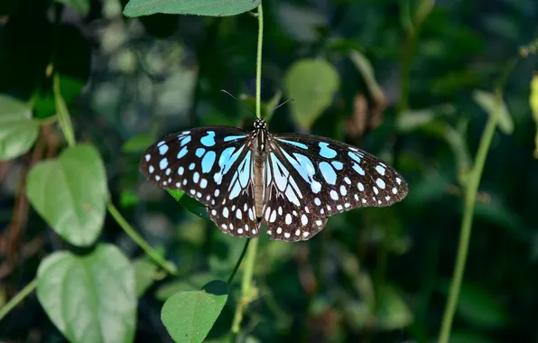 Leaves, microsemi, butterfly, wings, insect, beautiful, closeup