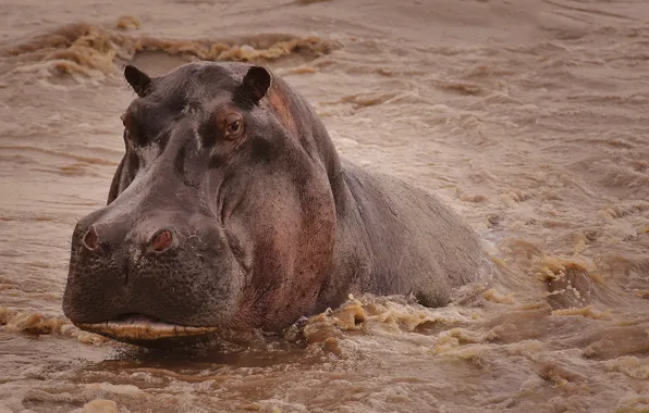 Picture face, water, Hippo, Hippo