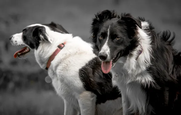 Language, dogs, look, collar, The border collie