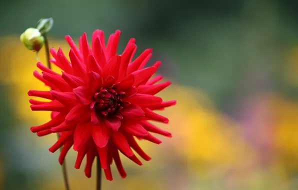 Flower, red, background, Bud, Dahlia