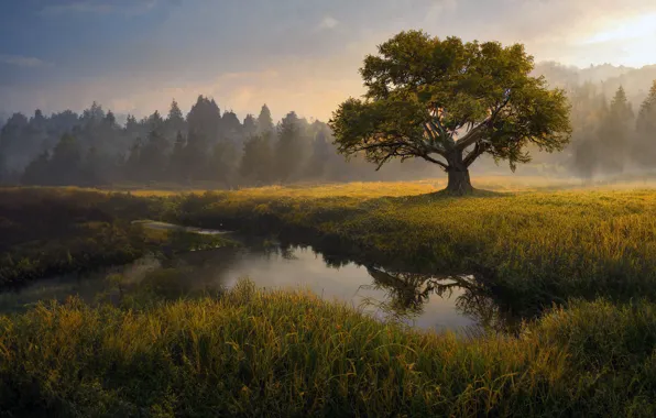 Forest, grass, landscape, fog, lake, tree, shore, morning