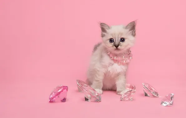Cat, white, look, decoration, pose, kitty, rhinestones, diamonds