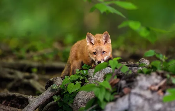 Greens, look, leaves, branches, nature, pose, Fox, face