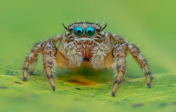 Eyes, macro, background, leaf, legs, spider, jumper, jumper
