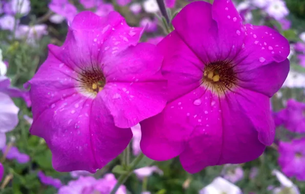 Summer, drops, flowers, after the rain, Petunia