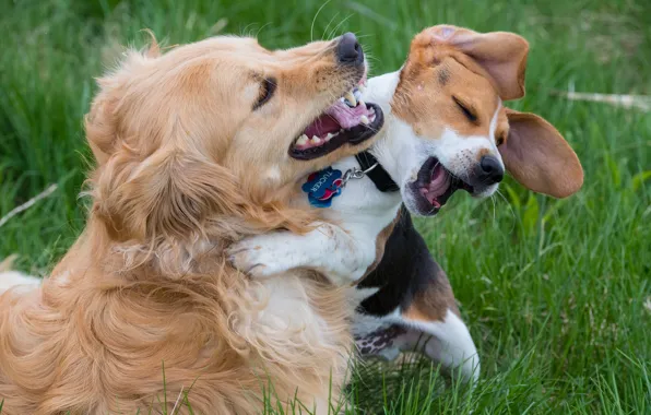 Dogs, joy, mood, the game, friends, Beagle