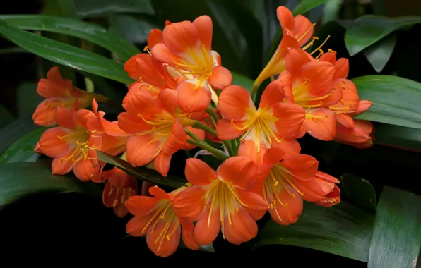 Picture leaves, nature, petals, inflorescence