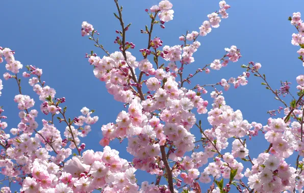 The sky, light, flowers, branches, blue, tree, blue, spring