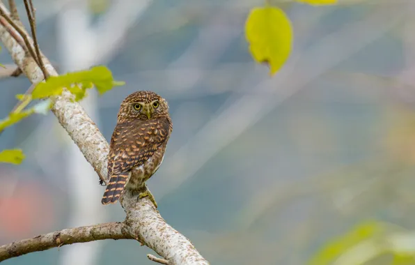 Picture leaves, owl, bird, branch