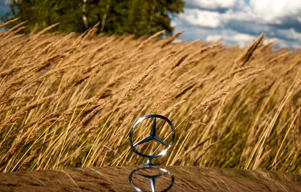 Wheat, field, icon, ear, rye, mercedes, mercedes-benz, Mercedes
