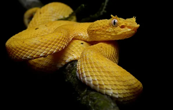 Picture branches, yellow, snake