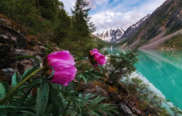 Picture flowers, mountains, nature, Russia, peonies, Altay