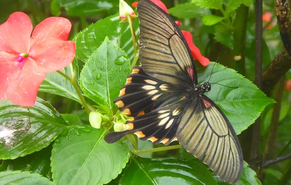 Flower, macro, butterfly, wings, beautiful, closeup