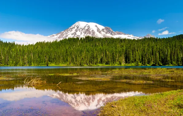 Forest, trees, nature, lake, mountain, the volcano, USA, Washington
