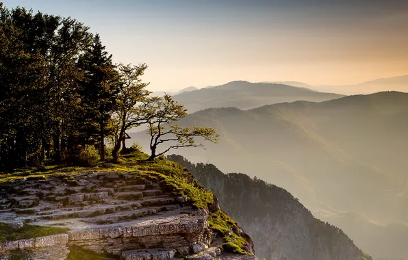 Trees, landscape, mountains