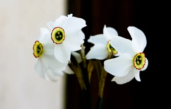 White, flowers, background, bouquet, spring, daffodils