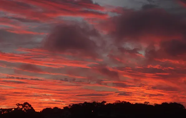 The sky, clouds, trees, sunset, glow